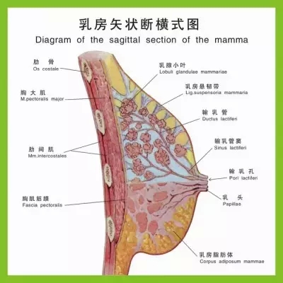我们怎么通乳?让乳房结构告诉你!