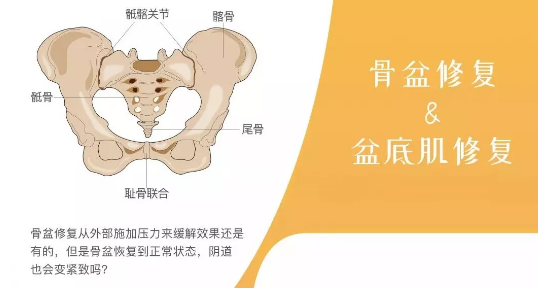 骨肉相连!这就是骨盆和盆底肌关系,也是"一荣俱荣,一损俱损"的关系